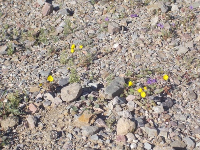 blooms in death valley